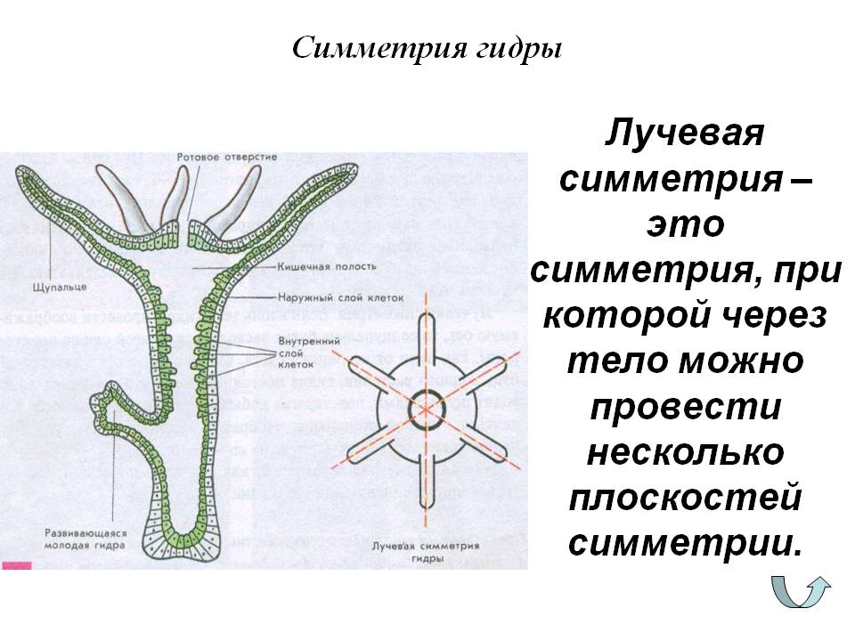 Ссылка на кракен в тор браузере